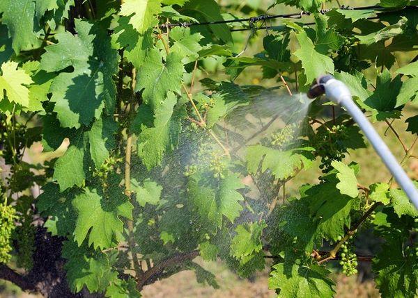 การแปรรูปองุ่น