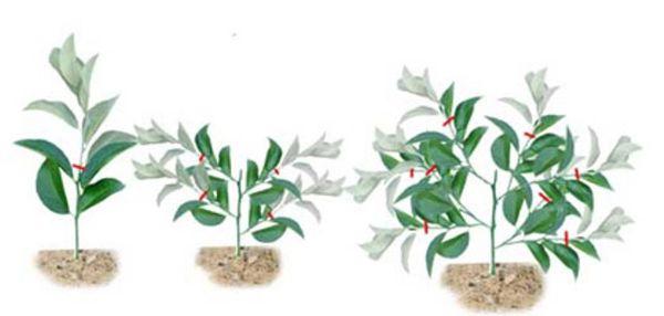 กฎการตัดแต่งต้นมะนาวให้ออกผลที่บ้าน