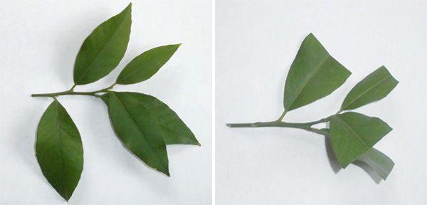 กิ่งมะนาว