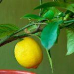 มะนาวทำเอง