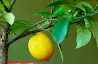 มะนาวทำเอง