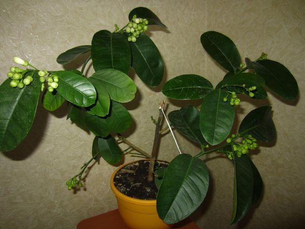 มะนาวที่บ้าน