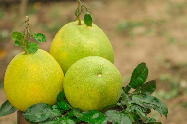 ส้มโอสามลูก