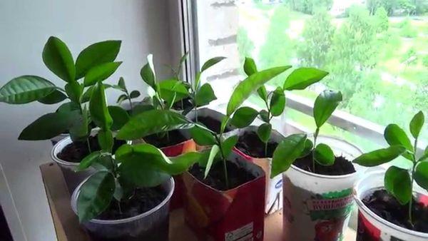 กระถางพร้อมต้นกล้า