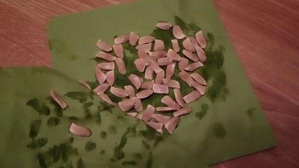 เมล็ดส้มโอ