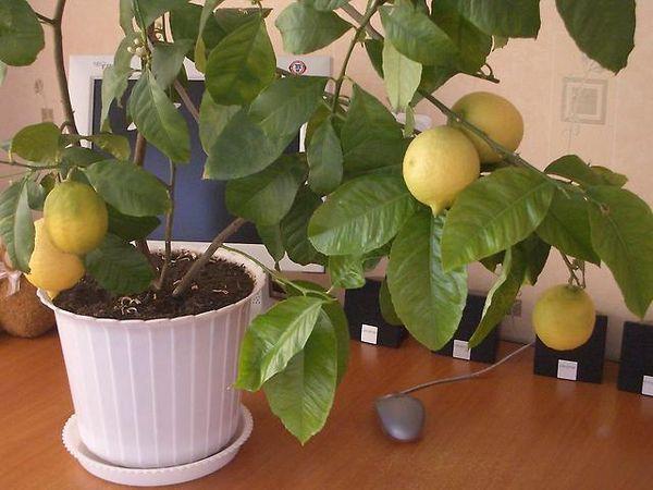citron dans la maison