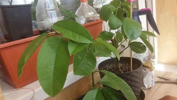 feuilles de citronnier