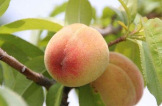 เคียฟยุคแรก