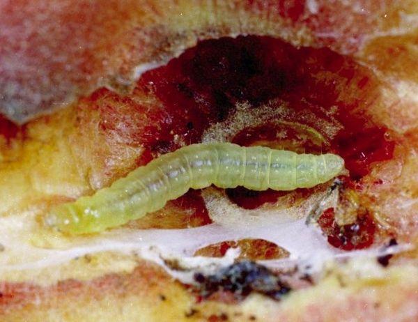 ผีเสื้อหนอนคอดลิ่งตะวันออก