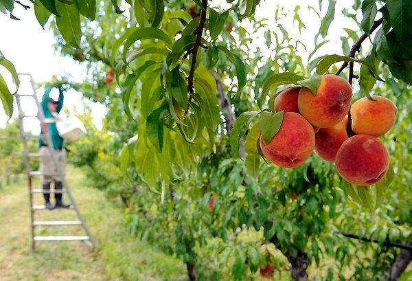 พันธุ์พีชที่ดีที่สุดสำหรับการปลูกในภูมิภาคมอสโก การปลูกและการดูแล