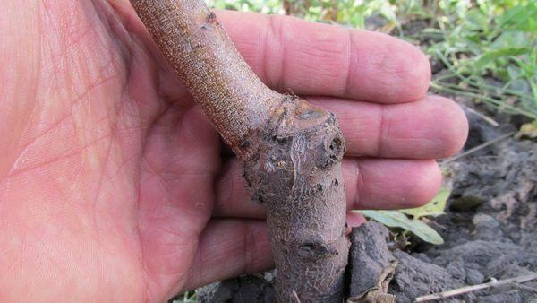 การเสียบยอดพีช