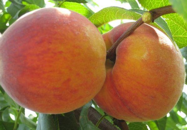 ลูกพีชฉ่ำๆ