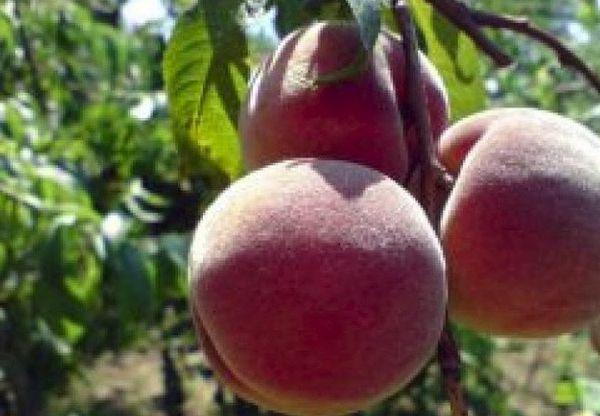 พีชเครมลิน