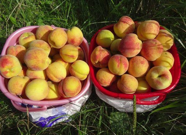 การเก็บลูกพีช