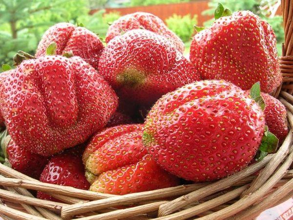 panier de fraises