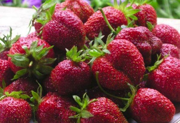 fraises mi-tardives