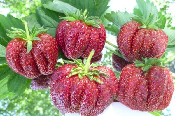 fraises à gros fruits