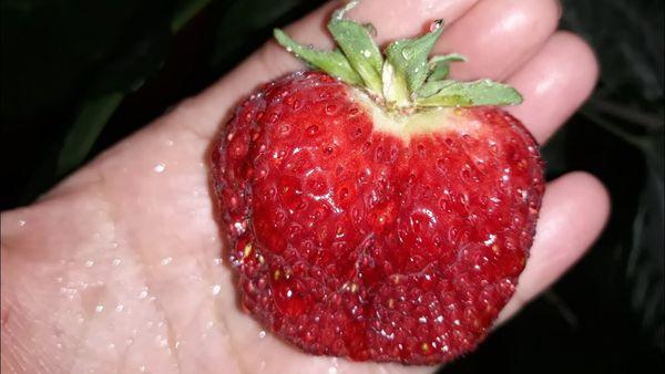 Description de la variété de fraise Pervoklassnitsa et caractéristiques de culture