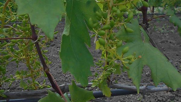 การปลูกองุ่น