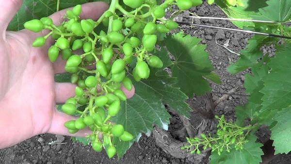 การสุกขององุ่น