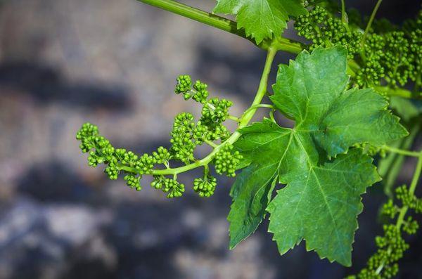 ดอกองุ่น