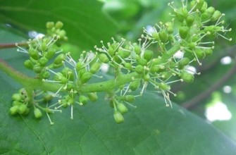 ดอกองุ่น