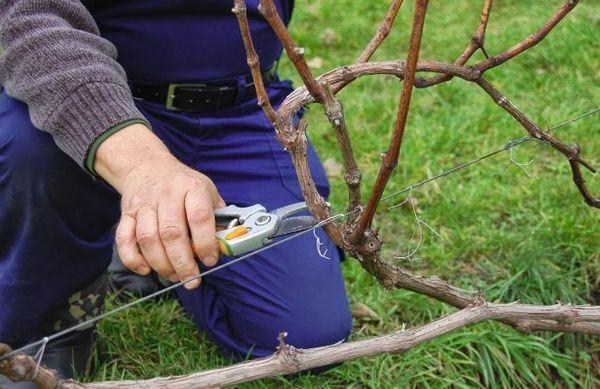 การตัดแต่งกิ่งในฤดูใบไม้ผลิ