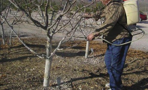 การแปรรูปต้นไม้