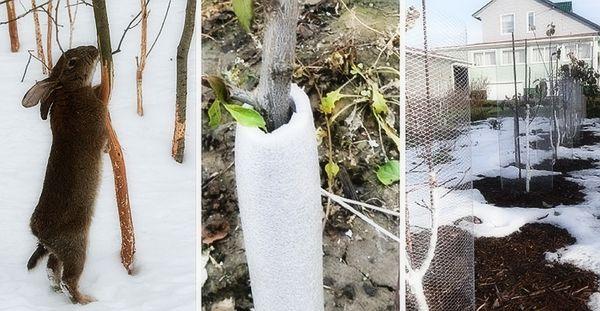 การปกป้องต้นไม้