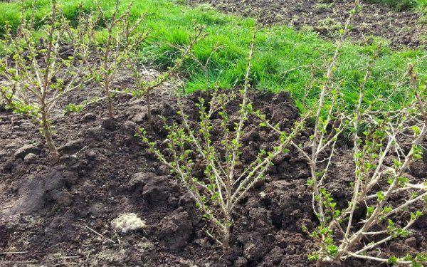 การให้อาหารในฤดูใบไม้ผลิ