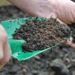 ปุ๋ยสำหรับลูกเกด