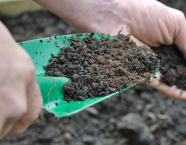 ปุ๋ยสำหรับลูกเกด