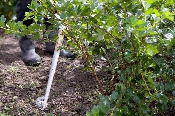 การให้อาหารในฤดูร้อน