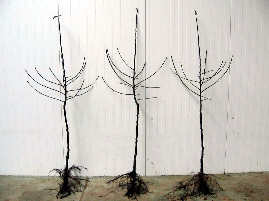 ต้นกล้าต้นแอปเปิ้ล