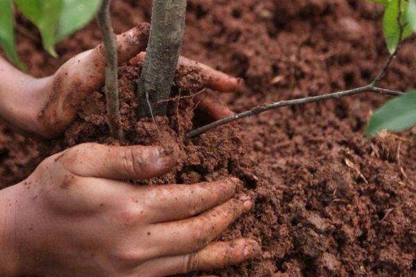 การให้อาหารต้นเชอร์รี่