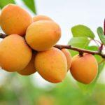 แอปริคอตหลวง