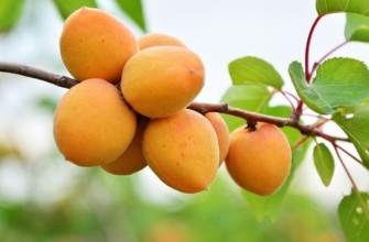 แอปริคอตหลวง