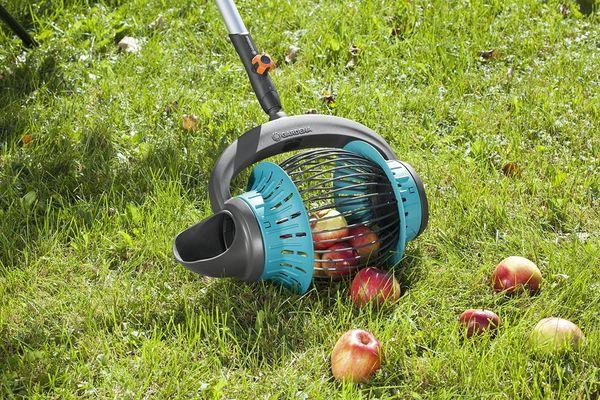 การเก็บแอปเปิ้ล