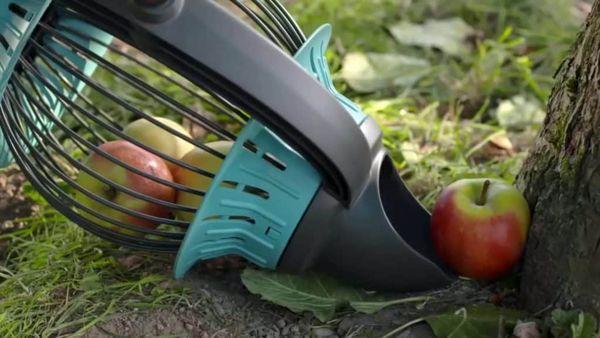 การเก็บแอปเปิ้ล