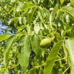 ต้นวอลนัท