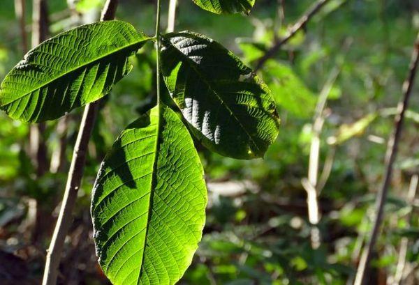 ใบวอลนัท