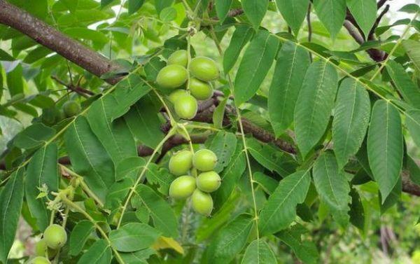 ถั่วของซีโบลด์