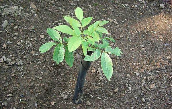 ถั่วต่อกิ่ง