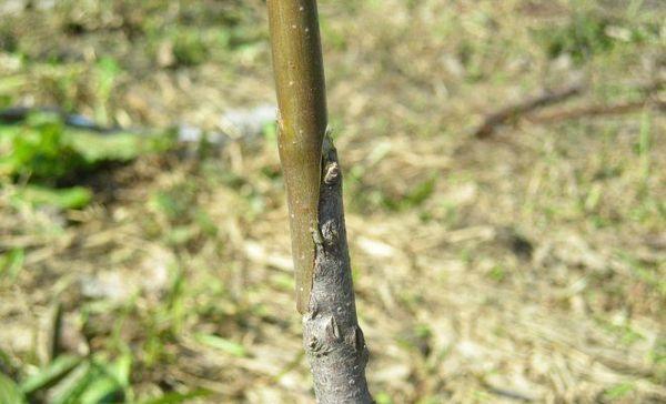 การแตกหน่อของโล่