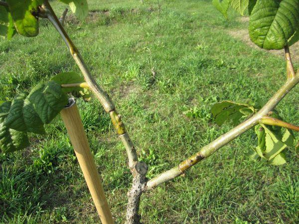 การต่อกิ่งต้นวอลนัท