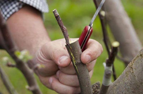 การต่อกิ่งแบบแยก