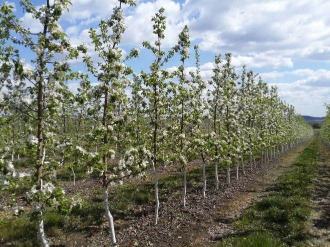 การปลูกต้นกล้า