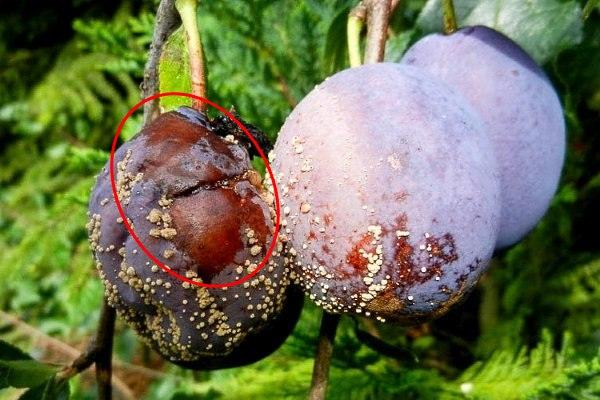 ผลไม้เน่า