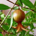 ผลทับทิม