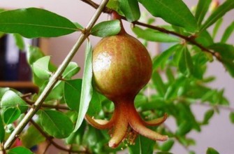 ผลทับทิม